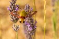 mono sphinx ou papillon colibri 1 sur 1